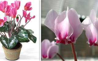 Сок цикламена для лечения гайморита, как приготовить лекарство?