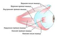 В вашей клинике делают операцию на парез наружной прямой мышцы глаза?
