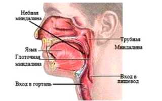 Гланды: где располагаются и зачем нужны?