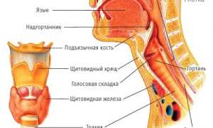 Анатомия и функциональность гортани