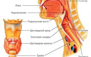 Анатомия и функциональность гортани