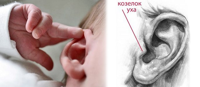 Козелок уха
