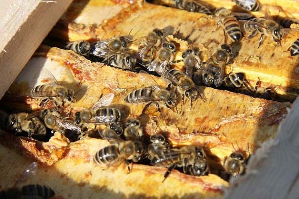 полезный продукт