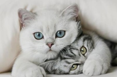 Кошки