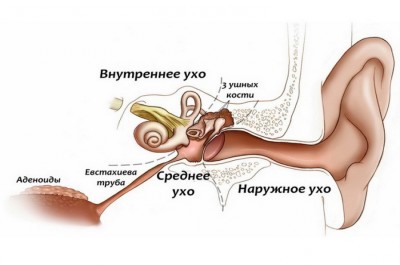ухо