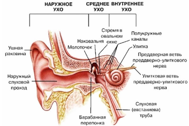 Строение уха