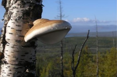 Чага на березе