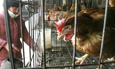 chicken-china_2265609b