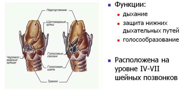 Что делает орган