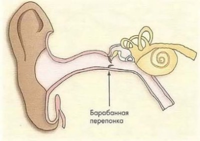 барабанная перепонка