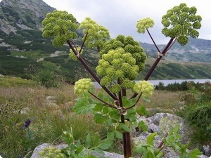 Сок дягиля.