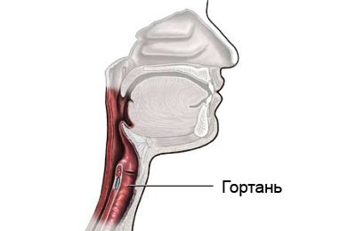 Где располагается 