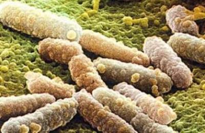 Грибок рода Candida