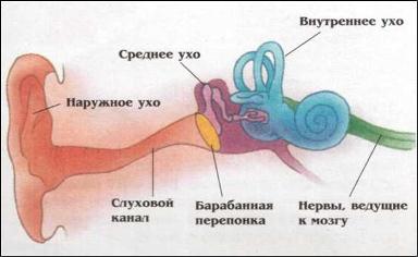 строение уха