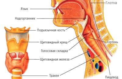 Из чего состоит горло