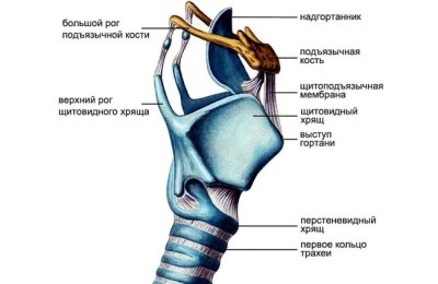 Как построен орган