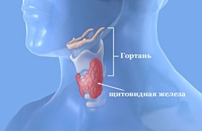 Как выглядит орган