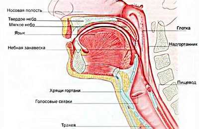 Органы лор-системы