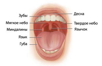 Пример строения глотки