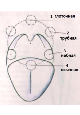 Расположение органов в горле