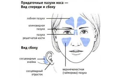 Схема пазух
