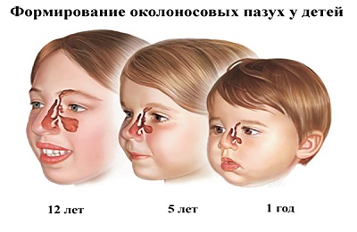 Развитие пазух