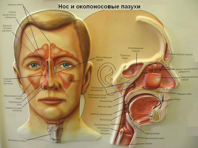 Строение околоносовых пазух