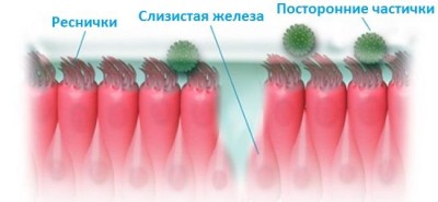 слизистая оболочка
