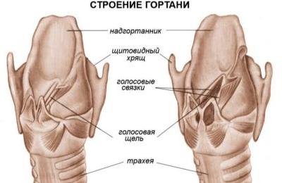 Строение глотки
