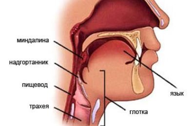 Строение гортани