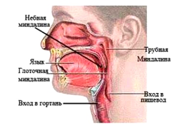 Строение гортани