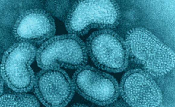 viruses