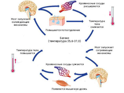 Пониженная температура тела человека причины ponizhennaya-temperatura-tela-cheloveka-prichiny