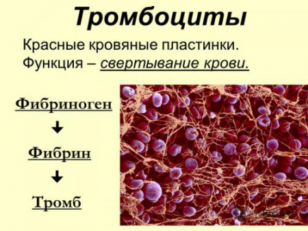 тромбоциты тромбоциты